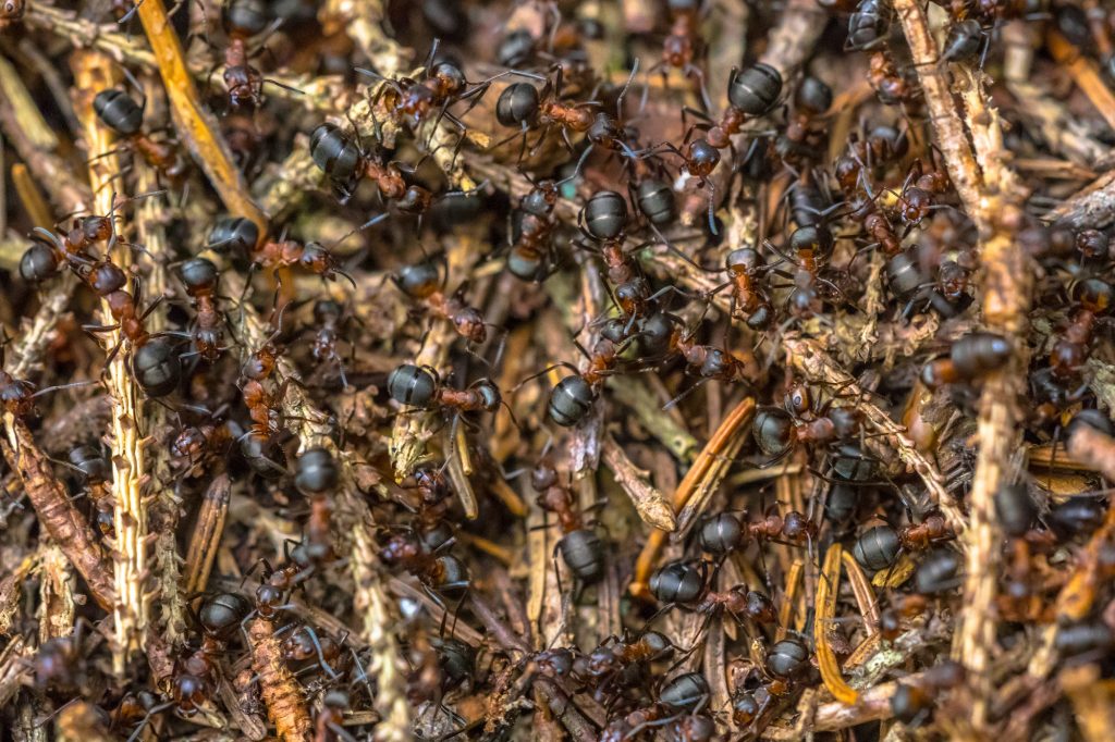 Formica Ants colony