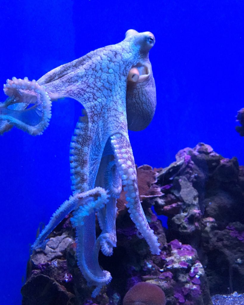 Octopus in the blue