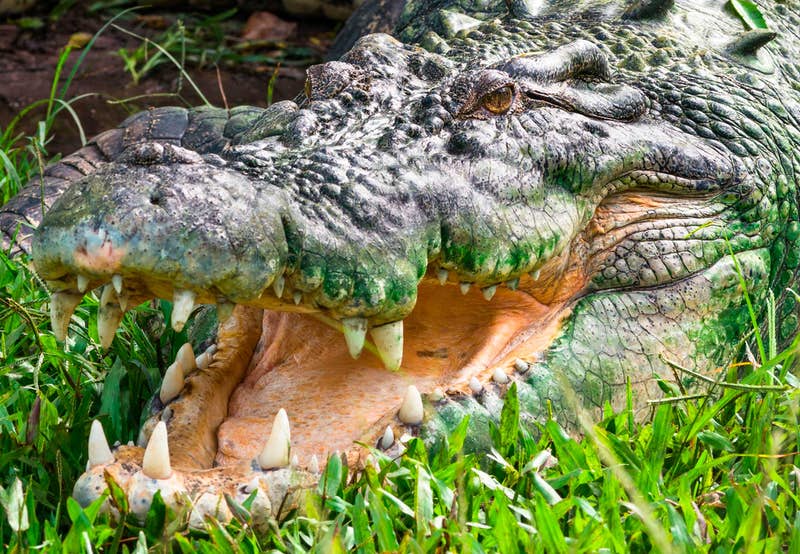 delta-krokodille