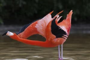 topbillede-flamingoer_danser_sig_til_succes